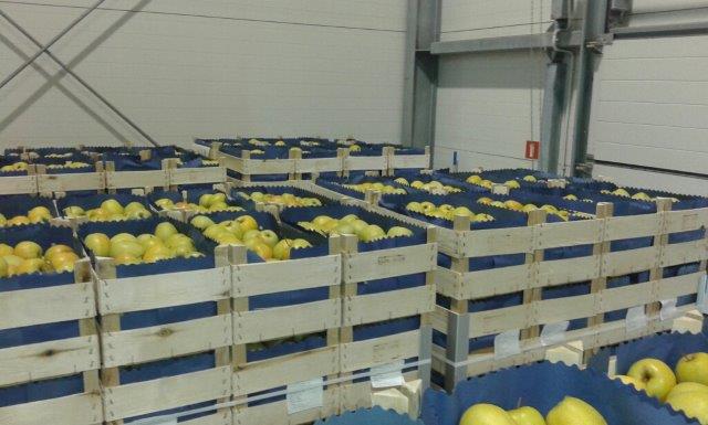 Prima 2000 яблыкі-грушы-слівы садавіны, гародніны 14