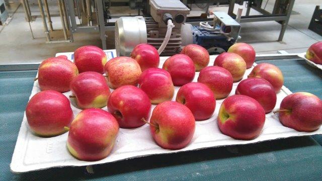 Prima 2000 яблыкі-грушы-слівы садавіны, гародніны 06