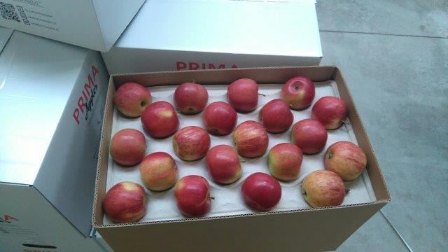 Prima 2000 яблыкі-грушы-слівы садавіны, гародніны 07