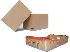 Prima 2000 яблыкі-грушы-слівы садавіны, гародніны 15